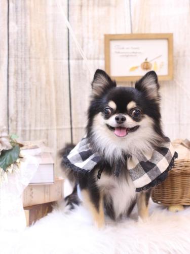 20241023ボスくん